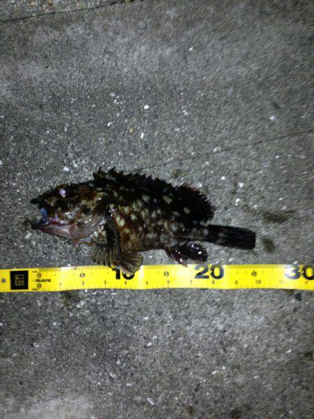 舞洲、ガシラ 25センチ迄を大漁V