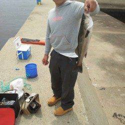 大阪南港、サビキで30cmのセイゴＧＥＴ！