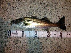 泉佐野、ジグヘッドでシーバス&メバル