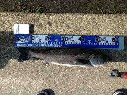 大阪南港　エビ撒きでハネ57cm＆ハネ43cm