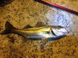 伊保港　ルアーでシーバス40cm前後　ベイトは湧いています！