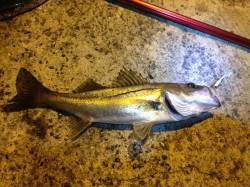 伊保港　ルアーでシーバス40cm前後　ベイ…