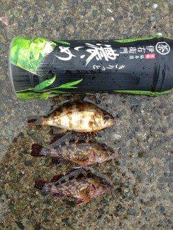 大蔵海岸 小雨の中、胴突き仕掛けでガシラ＆メバル