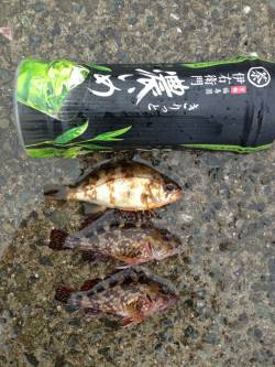 大蔵海岸 小雨の中、胴突き仕掛けでガシラ＆…