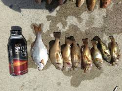 東二見人工島へ〜胴突きでアイナメとメバル大…