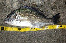 舞洲熱いッス、昨夜に引き続きチヌ・キビレなどの釣果