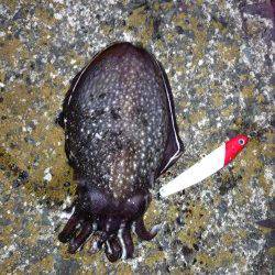 青井 シーバス狙いにコウイカがヒット！