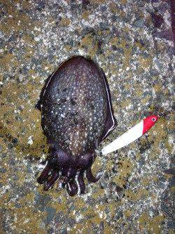 青井 シーバス狙いにコウイカがヒット！