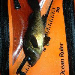 泉南でのメバリング、潮が全く動かず厳しい状況でした