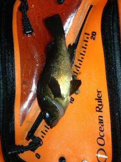 泉南でのメバリング、潮が全く動かず厳しい状…