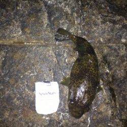 メバリングでつれたのは立派な…