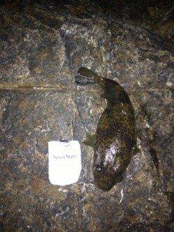 メバリングでつれたのは立派な…