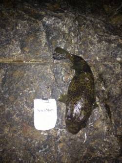 メバリングでつれたのは立派な...