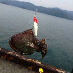 青井 シーバス狙いにコウイカがヒット！