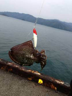 青井 シーバス狙いにコウイカがヒット！