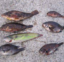 大蔵海岸で胴突&投げ釣り〜7目達成！〜