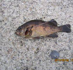 大蔵海岸で胴突&投げ釣り〜7目達成！〜