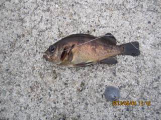 大蔵海岸で胴突&投げ釣り〜7目達成！〜