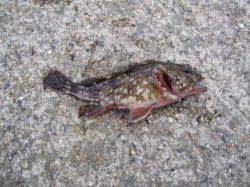 大蔵海岸　投げでベラ・探り釣りでガシラ　泳がせのアオリイカはアタリなし