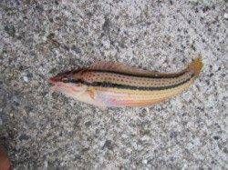 大蔵海岸　投げでベラ・探り釣りでガシラ　泳がせのアオリイカはアタリなし