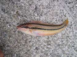 大蔵海岸　投げでベラ・探り釣りでガシラ　泳…