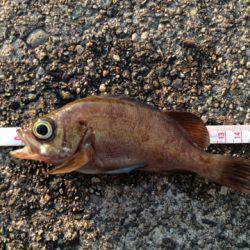 香住東港 サビキ・ルアーでアジ50尾・他メバル、カマス釣果