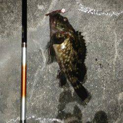 コウイカ調査でしたが…舞洲ガシリング釣果