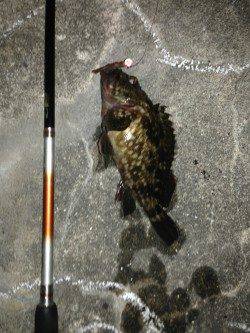 コウイカ調査でしたが…舞洲ガシリング釣果