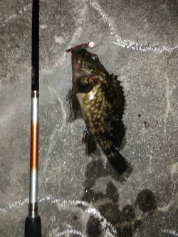 コウイカ調査でしたが...舞洲ガシリング釣…