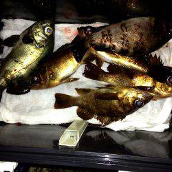 【まだまだ寒いです】塩屋海岸メバル浮き釣り