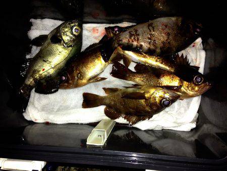 【まだまだ寒いです】塩屋海岸メバル浮き釣り…