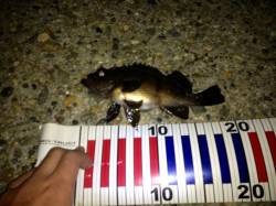 人工島でメバリング、20cmOverは引き…