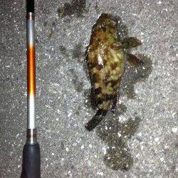 コウイカ調査でしたが…舞洲ガシリング釣果