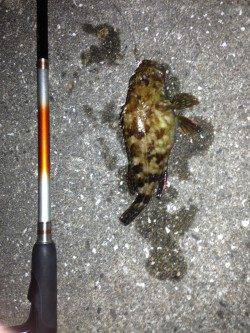 コウイカ調査でしたが…舞洲ガシリング釣果