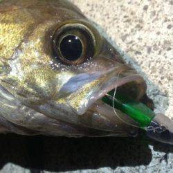 アジュール舞子 メバリングでメバル〜18cm4匹☆