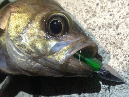 アジュール舞子 メバリングでメバル〜18cm4匹☆