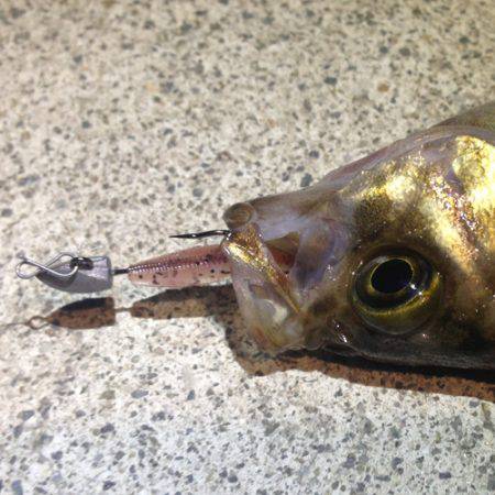 アジュール舞子 メバリングでメバル〜18c…