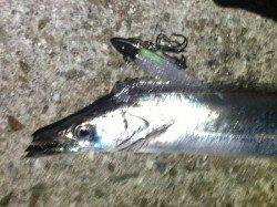 佐野　メーカー主催の大会参加 ワインドでタチウオ7本！