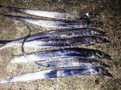 佐野　メーカー主催の大会参加 ワインドでタチウオ7本！