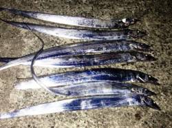 佐野　メーカー主催の大会参加 ワインドでタ…