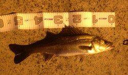 汐見埠頭　表層デッドスローでシーバス6本ヒット