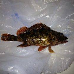 岡田浦漁港でのガシラの釣果