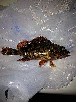 岡田浦漁港でのガシラの釣果