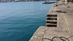 串本港　夕方の時合いにサビキで豆アジ50匹