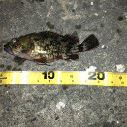 舞洲 メバリングでガシラ2匹 底を意識してゲット☆