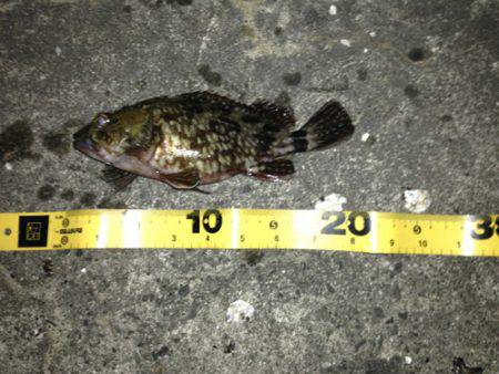 舞洲 メバリングでガシラ2匹 底を意識して…