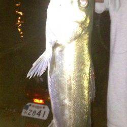 貝塚　バチ抜けシーバス40upを表層デッドスローで☆