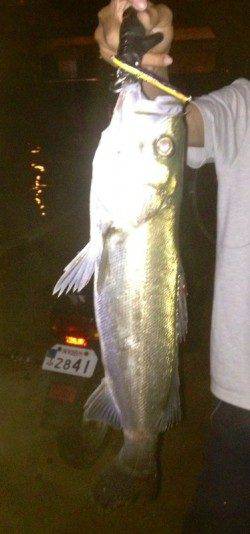 貝塚　バチ抜けシーバス40upを表層デッドスローで☆