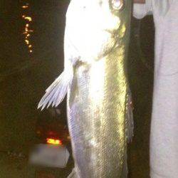 貝塚　バチ抜けシーバス40upを表層デッドスローで☆