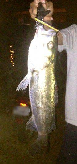 貝塚　バチ抜けシーバス40upを表層デッドスローで☆